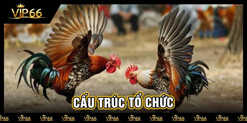 Cấu trúc tổ chức