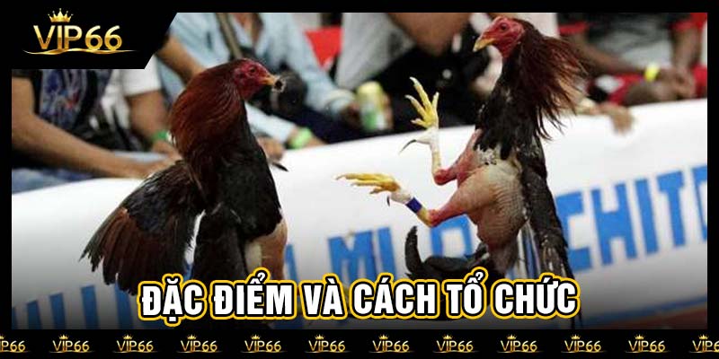 Đặc điểm và cách tổ chức