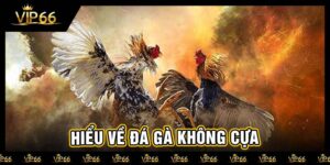 Hiểu về đá gà không cựa
