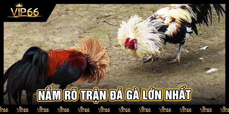 Nắm rõ trận đá gà lớn nhất