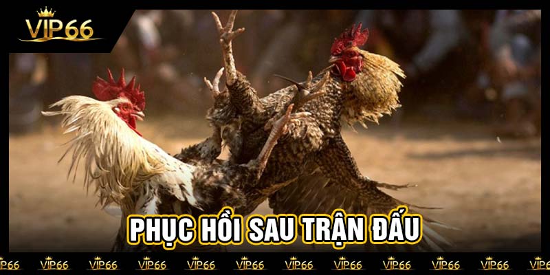 Phục hồi sau trận đấu