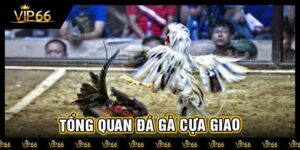 Tổng quan đá gà cựa giao