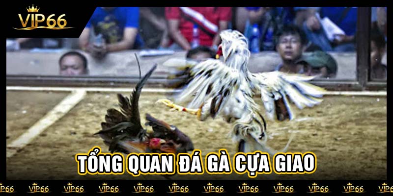 Tổng quan đá gà cựa giao