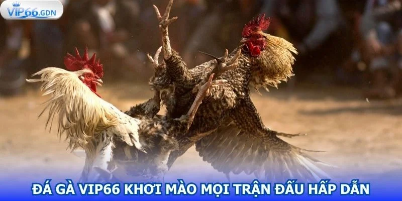 da-ga-vip66-khoi-mao-moi-tran-dau-hap-dan